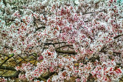 Close-up of pink cherry blossom