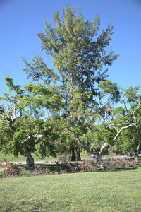 Trees on field against clear blue sky