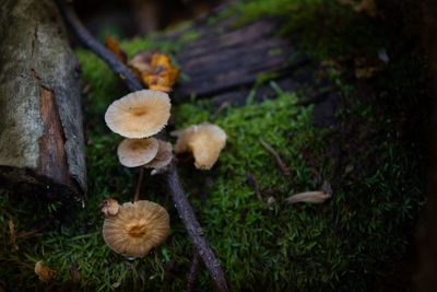 Close-up of mushrooms growing on land