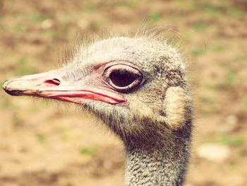 Close-up of ostrich