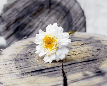 Close-up of white flower on table