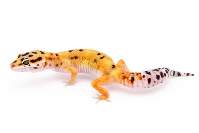 Close-up of a reptile against white background