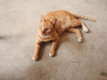 High angle view of cat sitting on floor