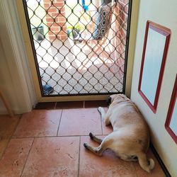 Dog sleeping in front of door