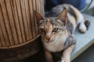 Portrait of cat sitting by wood