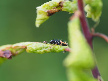 Close-up of insect on leaf