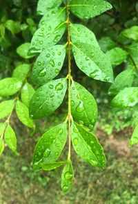 Close-up of raindrops on leaves