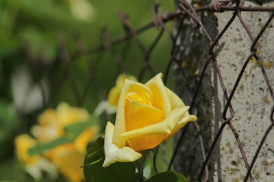 Close-up of yellow rose flower