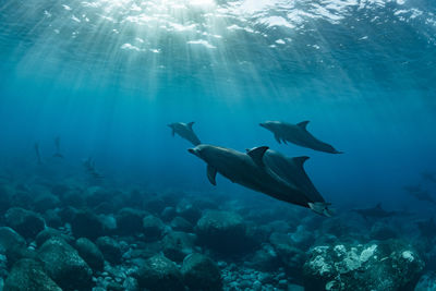 Swimming dolphins