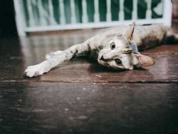 Portrait of cat lying on floor