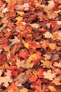 Full frame shot of autumn leaves