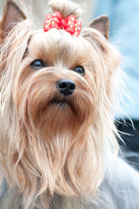 Close-up portrait of small dog