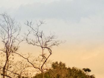 Low angle view of bare tree against sky