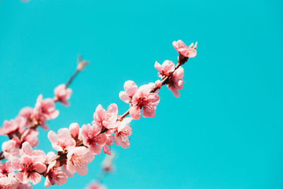 Close-up of cherry blossoms against blue sky