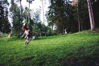 Man riding horse on field