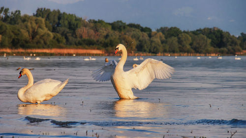 Swans swimming in lake