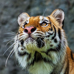 Close-up of a cat