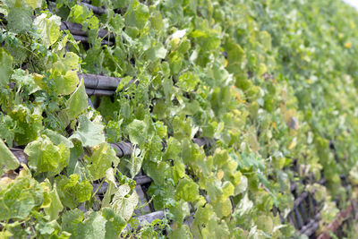 Plants growing on field