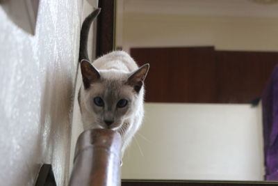 Close-up portrait of  siamese cat at home