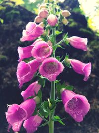 Close-up of pink flowering plants