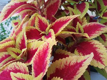 Full frame shot of multi colored plant