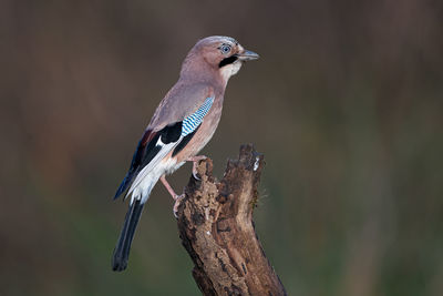 Close-up of bird perching on branch