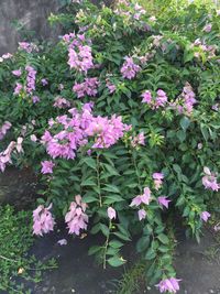 Close-up of pink flowers