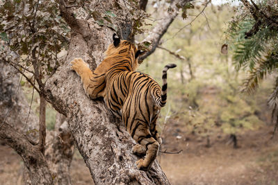 Tiger in a tree