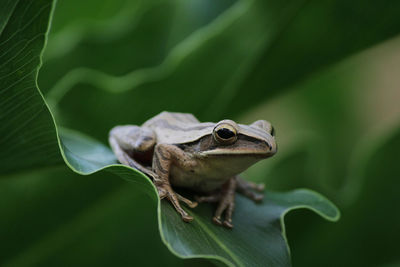 Close-up of a frog on leaf