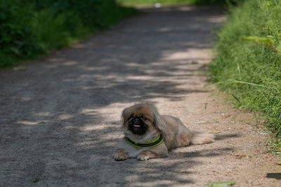 Portrait of dog sitting on footpath