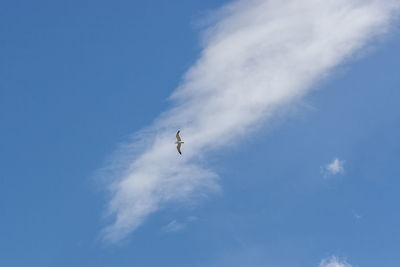 Low angle view of bird flying in sky