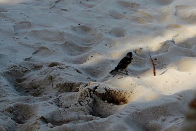 Bird on sand