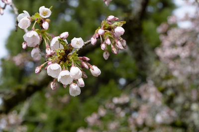 Close-up of white flowering plant