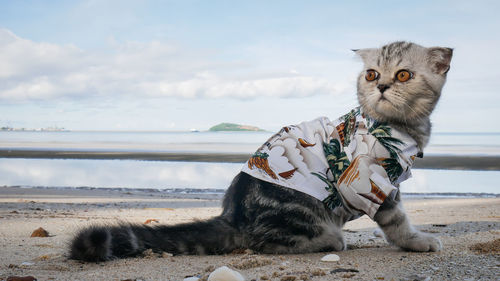 View of a cat sitting on the beach