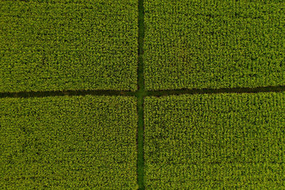 Full frame shot of agricultural field