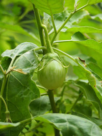 Close-up of fresh green plant