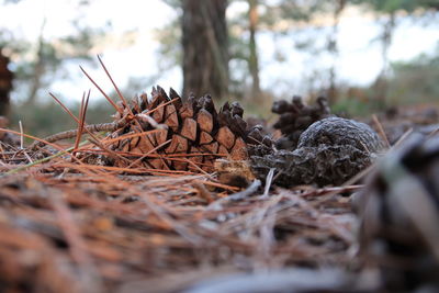 Close-up of dry plant on field