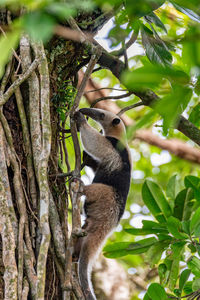 Close-up of bird perching on tree