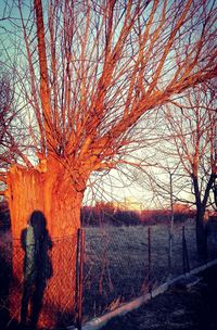 Close-up of silhouette tree against sky during sunset