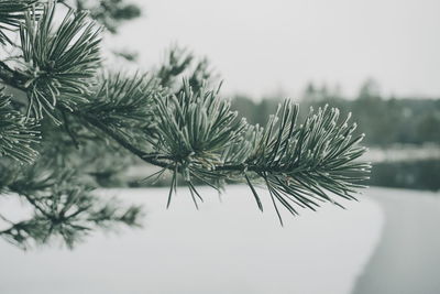 Pine tree against sky during winter