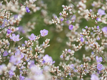 Close-up of purple flowering plants on field