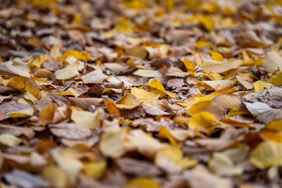 Full frame shot of autumnal leaves