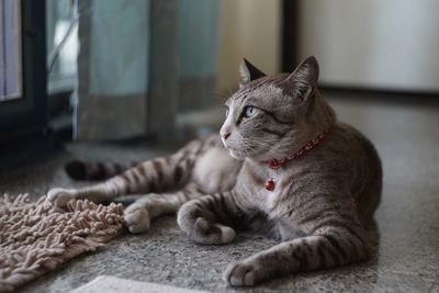 Cat resting at home