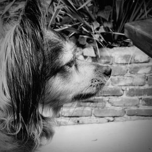 Close-up of dog looking away