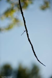 Close-up of frozen plant against sky