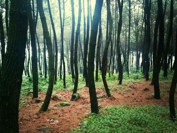 Trees in forest