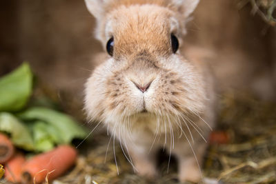 Close-up of a rabbit