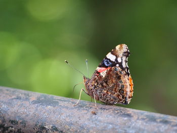 Close-up of butterfly perching on leaf