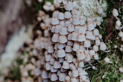 Close-up of mushrooms growing on tree