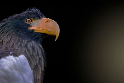 Close-up of bird against black background